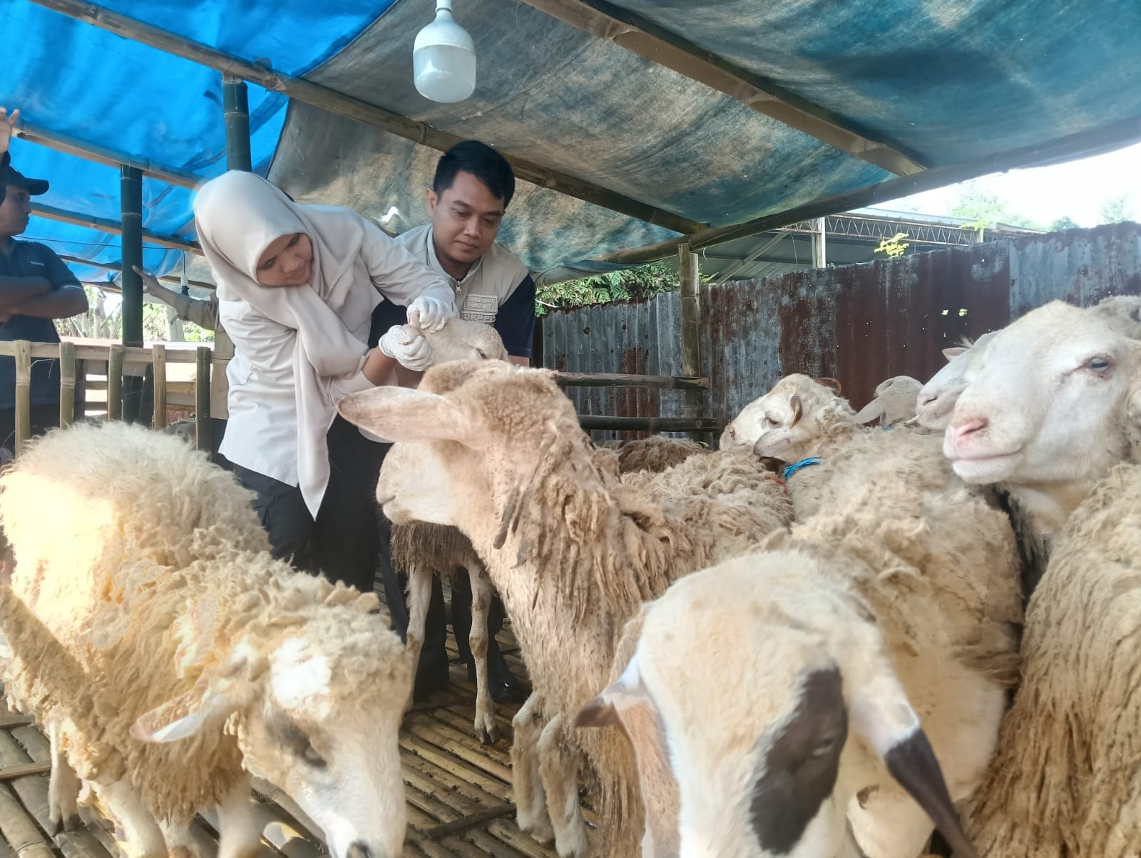 STOK KURBAN JEMBER SURPLUS, DKPPP PASTIKAN TERNAK  SEHAT HINGGA HARI PENYEMBELIHAN