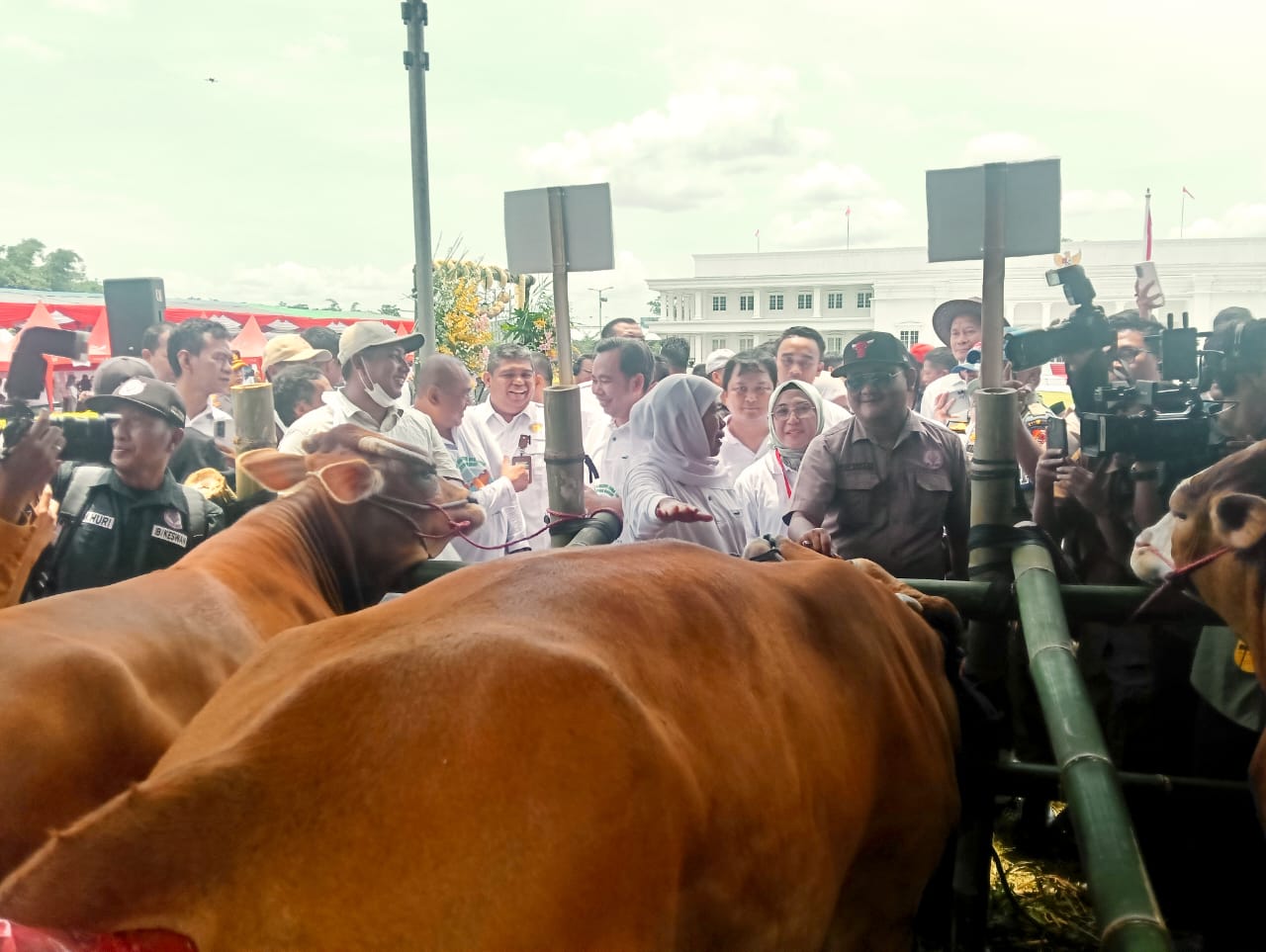 jatim-genjot-swasembada-daging-ribuan-sapi-diinseminasi-serentak-di-jember