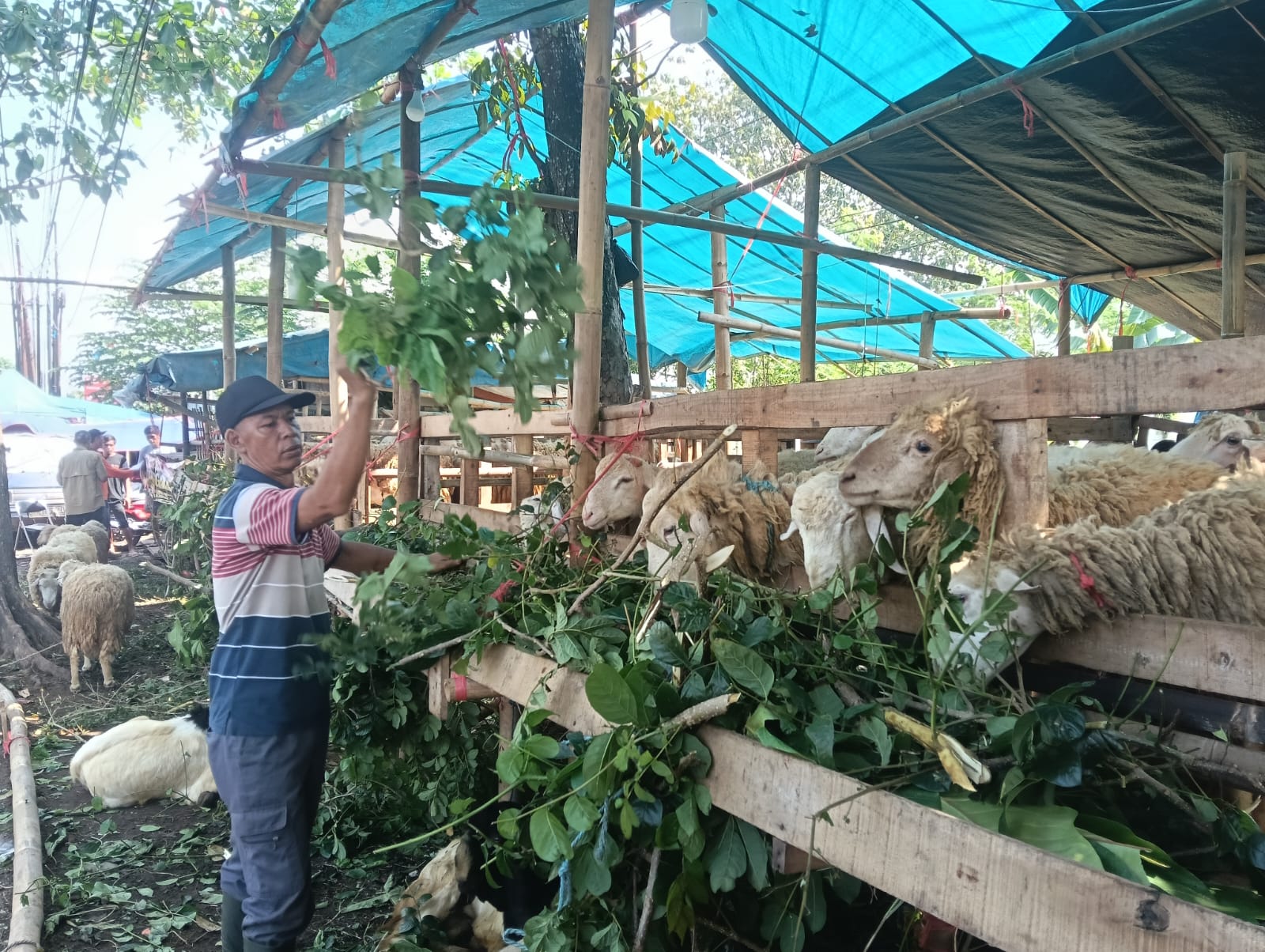 HARGA TAK NAIK GILA-GILAAN, JEMBER KLAIM KETAHANAN PANGAN JELANG IDUL ADHA