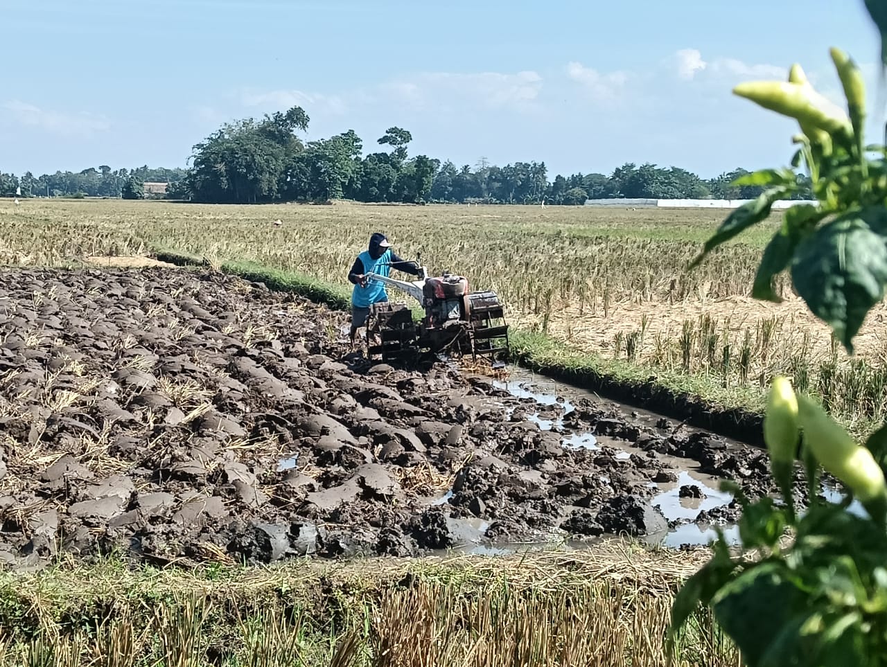 kabar-baik-lahan-pertanian-jember-kini-punya-kepastian-tanpa-menunggu-perda-rtrw