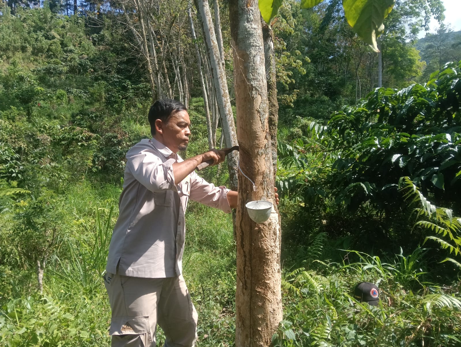 PRODUKSI 1.000 TON SETAHUN, KARET DONGKRAK PENDAPATAN PERUMDA KAHYANGAN HINGGA 70 PERSEN