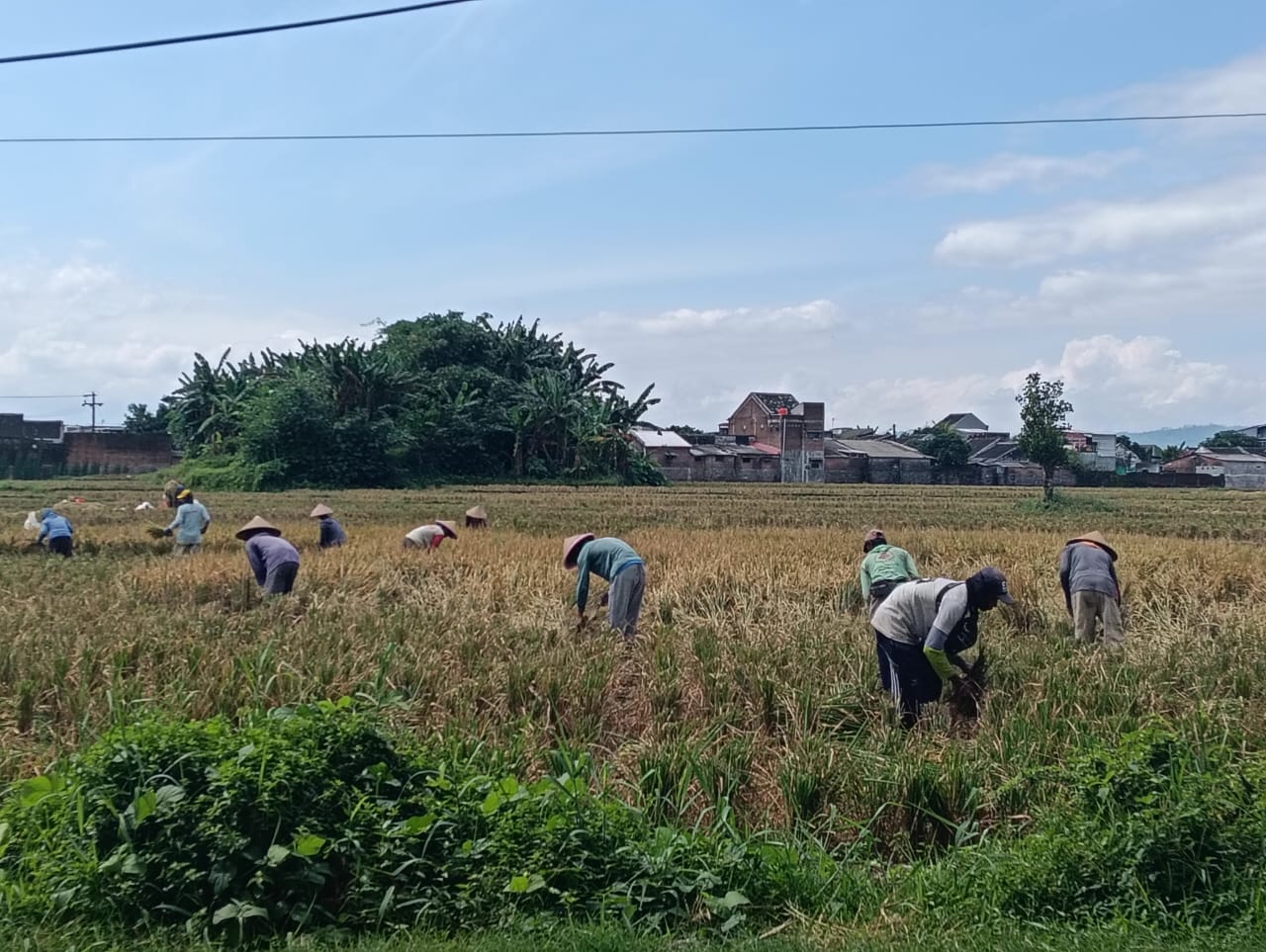 GENJOT OPLAH 8.000 HEKTARE, JEMBER MANTAPKAN LANGKAH JADI LUMBUNG PANGAN