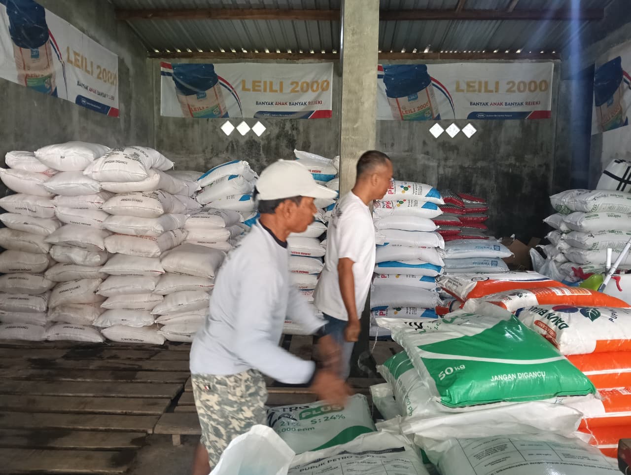 SERAPAN AWAL TAHUN TINGGI, PETANI JEMBER DIIMBAU TAK BORONG PUPUK SUBSIDI